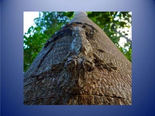 Sürünənlər sinifi