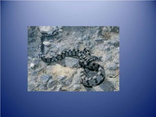 Sürünənlər sinifi