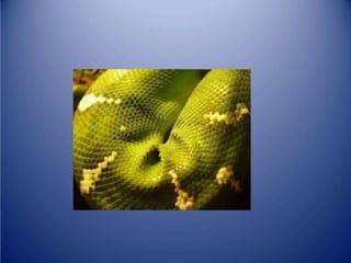 Sürünənlər sinifi