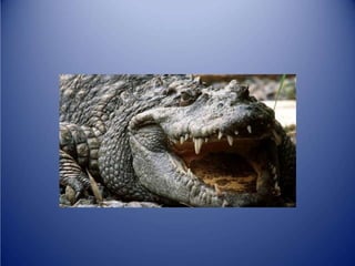 Sürünənlər sinifi