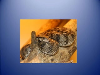 Sürünənlər sinifi