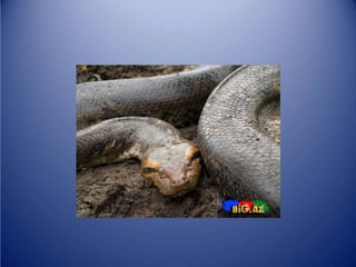 Sürünənlər sinifi