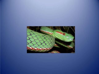 Sürünənlər sinifi