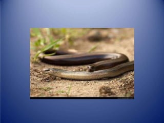 Sürünənlər sinifi