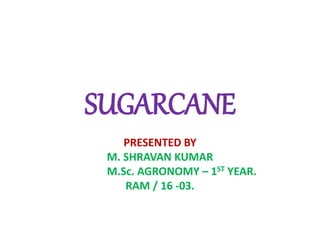 SUGARCANE
PRESENTED BY
M. SHRAVAN KUMAR
M.Sc. AGRONOMY – 1ST YEAR.
RAM / 16 -03.
 