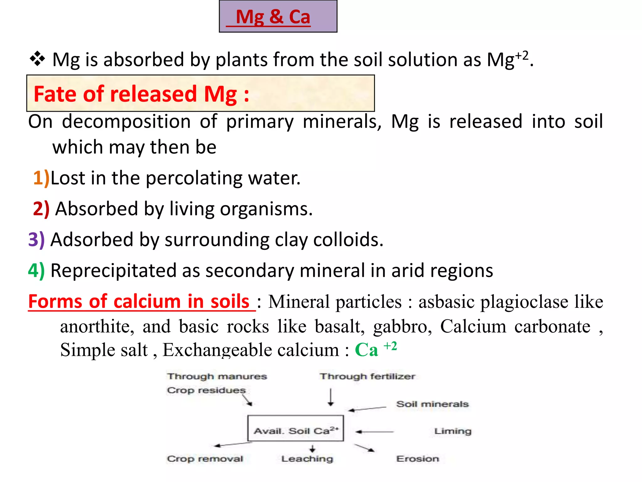  Mg is absorbed by plants from the soil solution as Mg+2.
On decomposition of primary minerals, Mg is released into soil
which may then be
1)Lost in the percolating water.
2) Absorbed by living organisms.
3) Adsorbed by surrounding clay colloids.
4) Reprecipitated as secondary mineral in arid regions
Forms of calcium in soils : Mineral particles : asbasic plagioclase like
anorthite, and basic rocks like basalt, gabbro, Calcium carbonate ,
Simple salt , Exchangeable calcium : Ca +2
Fate of released Mg :
Mg & Ca
 