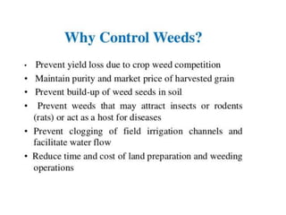 WEED MANAGEMENT IN TRANSPLANTED RICE | PPTX