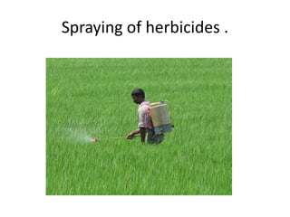 WEED MANAGEMENT IN TRANSPLANTED RICE | PPTX