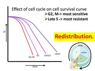 SF
Dose
Effect of cell cycle on cell survival curve
G2, M
G1 Early S
Late S
G2, M-> most sensitive
Late S -> most resistant
Redistribution.
 