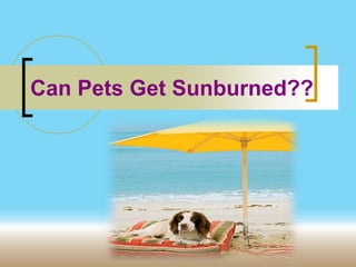 Can Pets Get Sunburned??
 