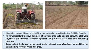 • Make depressions / holes with SRT iron forma on the raised beds. Sow / dibble 2 seeds
• Its very important to leave the roots of previous crop in to soil and spray the plot with
Glyphoset (15 lit water + 100 ml Glyphoset + 50 g of Urea) 3 to 4 days after harvesting
the crop.
• Same raised beds are to be used again without any ploughing or puddling or
transplanting for next Kharif rice crop.
 
