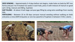SEED SOWING – Approximately 3–4 days before rain begins, make holes on beds by SRT iron
forma and put 3 to 4 treated rice seeds in each hole, press it with mixture of manure or good
soil ( 10 Kg. manure and 400 g. Suphala)
GAP FILLING – At about 4 leaf stage carryout gap filling by using extra seedlings from nearby
hills.
FERTILIZING – Between 25 to 30 days carryout manual weeding without walking on beds
and press a Urea (DAP) briquetes or one tea spoonful of Suphala in between 4 hills / plants.
 
