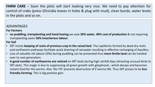 FARM CARE – Soon the plots will start looking very nice. We need to pay attention for
control of crabs (press Gliricidia leaves in holes & plug with mud), clean bunds, water levels
in the plots and so on.
ADVANTAGES
For Farmers
• no puddling, transplanting and hand hoeing,we save 50% water, 40% cost of production & not requiring
transplanting saves 50% treacherous labour.
For Soil
• SRT insists keeping of roots of previous crop in the raised bed. The capillaries formed by dead dry roots
and earthworm pathways facilitate quick draining of rainwater resulting in effective recharging of Aquifers.
• Loss of valuable silt (about 20%) during puddling can be prevented thus more fertile land can be handed
over to next generation.
• A good number of earthworms are noticed on SRT beds during high rainfall days attracting unusual birds to
SRT plots. This magic is due to suppressing all green growth with glayphoset , which decays and becomes
instant food for the worms. Also ‘No-Till’ prevents destruction of E’worms life. Thus SRT proves to be Eco-
friendly Farming. This is big positive gain.
 