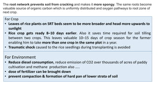 The root network prevents soil from cracking and makes it more spongy. The same roots become
valuable source of organic carbon which is uniformly distributed and oxygen pathways to root zone of
next crop.
For Crop
• Leaves of rice plants on SRT beds seem to be more broader and head more upwards to
sunlight
• Rice crop gets ready 8–10 days earlier. Also it saves time required for soil tilling
between two crops. This leaves valuable 10–15 days of crop season for the farmer
enabling him to take more than one crop in the same plot in a year.
• Traumatic shock caused to the rice seedlings during transplanting is avoided
For Environment
• Reduce diesel consumption, reduce emission of CO2 over thousands of acres of paddy
cultivation and methane production also …..
• dose of fertilizer can be brought down
• prevent compaction & formation of hard pan of lower strata of soil
 