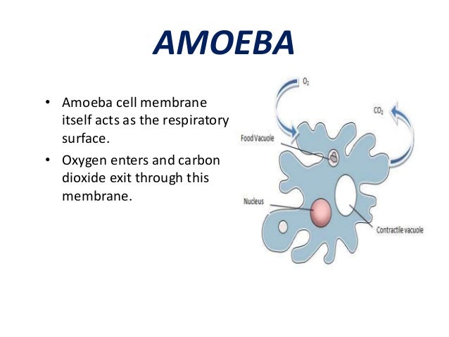 Respiration in animals