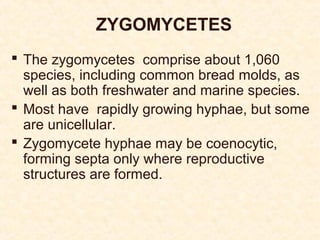 Zygomycotina