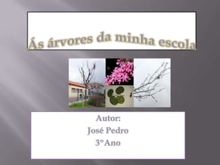 Ás árvores da minha escola Autor: José Pedro 3ºAno 
