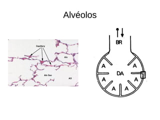 Alvéolos
 