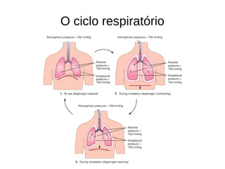 O ciclo respiratório
 