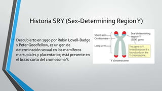 Historia SRY (Sex-Determining RegionY)
• Descubierto en 1990 por Robin Lovell-Badge
y Peter Goodfellow, es un gen de
determinación sexual en los mamíferos
marsupiales y placentarios; está presente en
el brazo corto del cromosomaY.