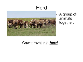 Herd A group of animals together. Cows travel in a  herd . 