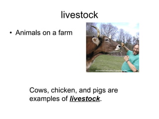 livestock Animals on a farm Cows, chicken, and pigs are examples of  livestock . 