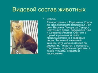 Видовой состав животных Соболь Распространен в Евразии от Урала до Тихоокеанского побережья и от реки Верхняя Печора до Северо-Восточного Китая, Корейского п-ва и Северной Японии. Обитает в горной и равнинной тайге, преимущественно в кедровых лесах. Типичный наземный хищник, хотя хорошо лазает по деревьям. Питается, в основном, грызунами, кедровыми орехами, а также птицами, ягодами и насекомыми.  