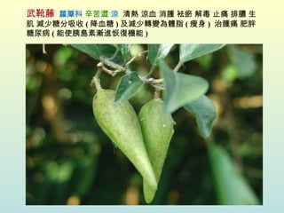 武靴藤   蘿藦科   辛苦澀   涼   清熱 涼血 消腫 袪瘀 解毒 止痛 排膿 生肌 減少糖分吸收 ( 降血糖 ) 及減少轉變為體脂 ( 瘦身 )  治腫痛 肥胖 糖尿病 ( 能使胰島素漸進恢復機能 ) 
