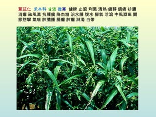 薏苡仁   禾本科   甘淡   微 寒   健脾 止瀉 利濕 清熱 鎮靜 鎮痛 排膿消癰 祛風濕 抗腫瘤 降血糖 治水腫 腹水 腳氣 泄瀉 中風濕痺 關節筋攣 氣喘 肺膿腫 腸癰 肺癰 淋濁 白帶 