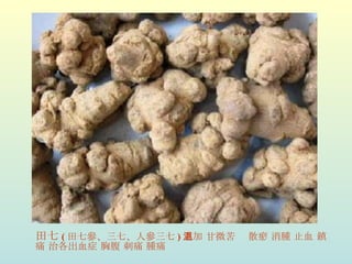 田七 ( 田七參、三七、人參三七 ) 五加 甘微苦溫 散瘀 消腫 止血 鎮痛 治各出血症 胸腹 刺痛 腫痛 