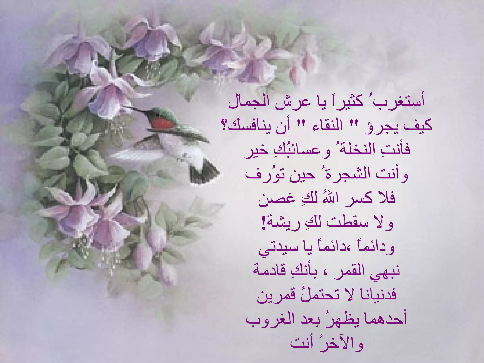 أستغرب ُ كثيراً يا عرش الجمال   كيف يجرؤ  "  النقاء  "  أن ينافسك؟   فأنتِ النخلة ُ   وعسائبُكِ خير   وأنت الشجرة ُ   حين توُرف   فلا كسر اللهُ لكِ غصن   ولا سقطت لكِ ريشة !  ودائماً   ،دائماً   يا سيدتي   نبهي القمر ، بأنكِ قادمة   فدنيانا لا تحتملُ قمرين   أحدهما يظهرُ بعد الغروب   والآخرُ أنت  