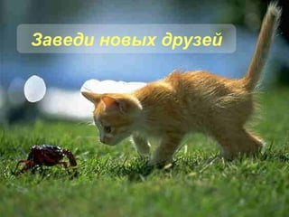 Заведи новых друзей 