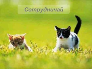 Сотрудничай 