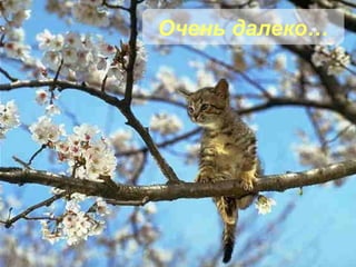 Очень далеко… 