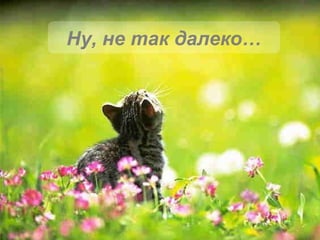 Ну, не так далеко… 