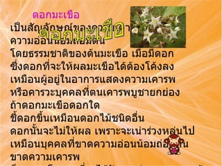 ดอกมะเขือ  เป็นสัญลักษณ์ของความเคารพ ความอ่อนน้อมถ่อมตน โดยธรรมชาติของต้นมะเขือ เมื่อมีดอก ซึ่งดอกที่จะให้ผลมะเขือได้ต้องโค้งลง เหมือนผู้อยู่ในอาการแสดงความเคารพ หรือคารวะบุคคลที่ตนเคารพบูชายกย่อง ถ้าดอกมะเขือดอกใด ชี้ดอกขึ้นเหมือนดอกไม้ชนิดอื่น ดอกนั้นจะไม่ให้ผล เพราะจะเน่าร่วงหล่นไป เหมือนบุคคลที่ขาดความอ่อนน้อมถ่อมตน ขาดความเคารพ ก็จะหมดโอกาสที่จะได้รับการถ่ายทอดความรู้จากครู  ดอกมะเขือ 