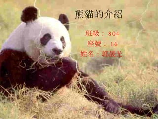 熊貓的介紹 班級： 804 座號： 16 姓名：郭晟光   