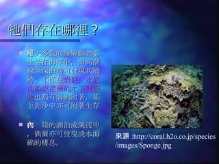 牠們存在哪裡 ? 絕大多數的海綿動物都生活在海洋中，由高潮線至深海均可發現其蹤跡，不僅在 岩礁，水底沈船或港灣的水下建築物 也都有海綿附著，甚至泥沙中亦可附著生存。 在內陸的湖泊或溪流中，偶爾亦可發現淡水海綿的棲息。  來源 :http://coral.h2o.co.jp/species /images/Sponge.jpg 