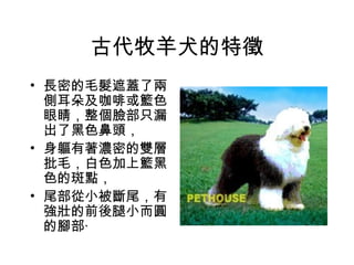 古代牧羊犬的特徵 長密的毛髮遮蓋了兩側耳朵及咖啡或籃色眼睛，整個臉部只漏出了黑色鼻頭， 身軀有著濃密的雙層批毛，白色加上籃黑色的斑點， 尾部從小被斷尾，有強壯的前後腿小而圓的腳部‧ 