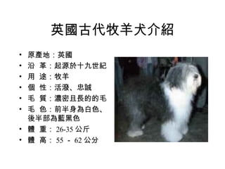 英國古代牧羊犬介紹 原產地：英國 沿  革：起源於十九世紀 用  途：牧羊 個  性：活潑、忠誠 毛  質：濃密且長的的毛 毛  色：前半身為白色、後半部為藍黑色 體  重： 26-35 公斤 體  高： 55 － 62 公分 