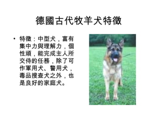 德國古代牧羊犬特徵 特徵：中型犬，富有集中力與理解力，個性頑，能完成主人所交侍的任務，除了可作軍用犬、警用犬，毒品搜查犬之外，也是良好的家庭犬。 