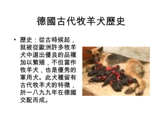 德國古代牧羊犬歷史 歷史：從古時候起，就被從歐洲許多牧羊犬中選出優良的品種加以繁殖，不但當作牧羊犬，也是優秀的軍用犬。此犬種留有古代牧羊犬的特徵，於一八九九年在德國交配而成。 