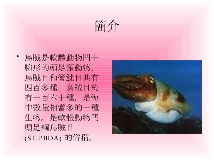 烏賊的介紹