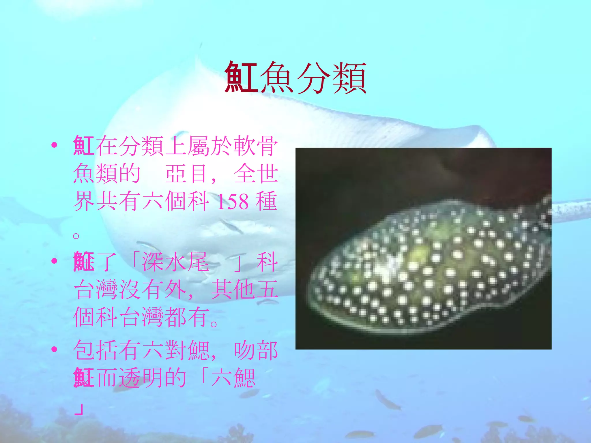 魟魚的介紹 | PPT