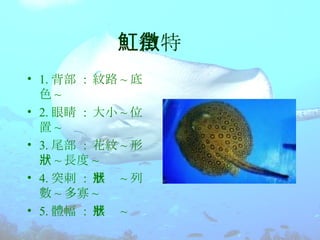 魟魚的介紹 | PPT