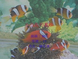 小丑魚的奧妙 班級： 803 座號： 13 姓名：鍾宜珊 