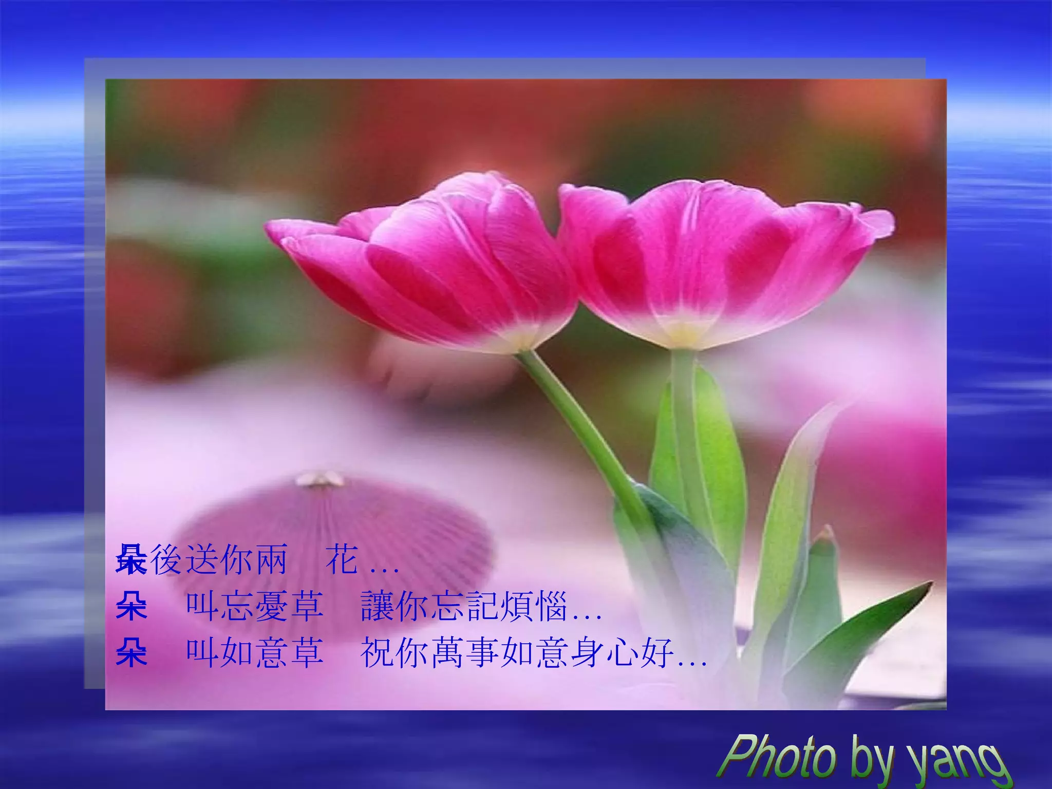 最後送你兩朵花 ... 一朵叫忘憂草　讓你忘記煩惱… 一朵叫如意草　祝你萬事如意身心好… Photo by yang 