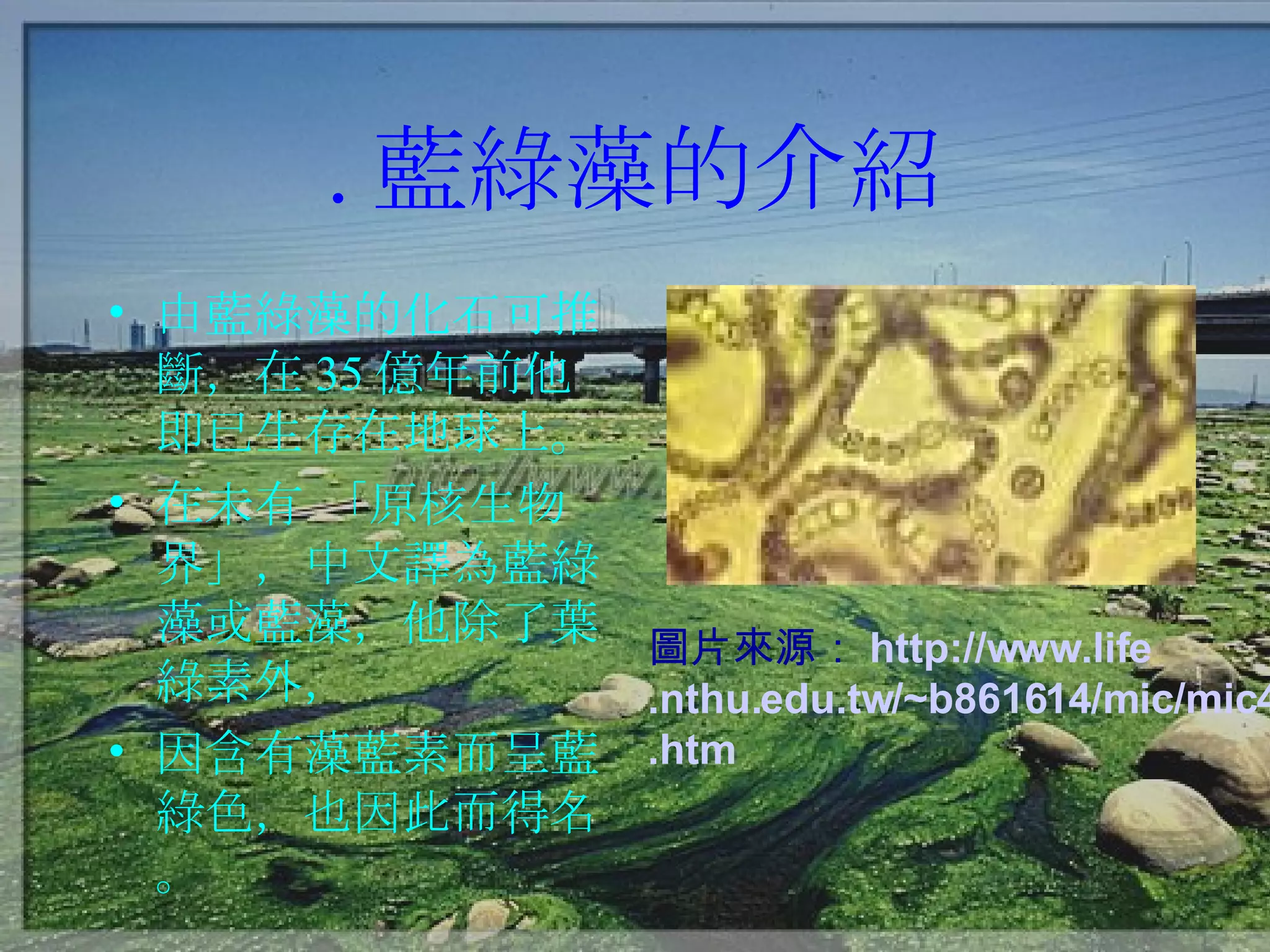 . 藍綠藻的介紹 由藍綠藻的化石可推斷，在 35 億年前他即已生存在地球上。 在未有 「原核生物界」，中文譯為藍綠藻或藍藻，他除了葉綠素外， 因含有藻藍素而呈藍綠色，也因此而得名。 圖片來源： http://www.life .nthu.edu.tw /~b861614 /mic /mic42 .htm 