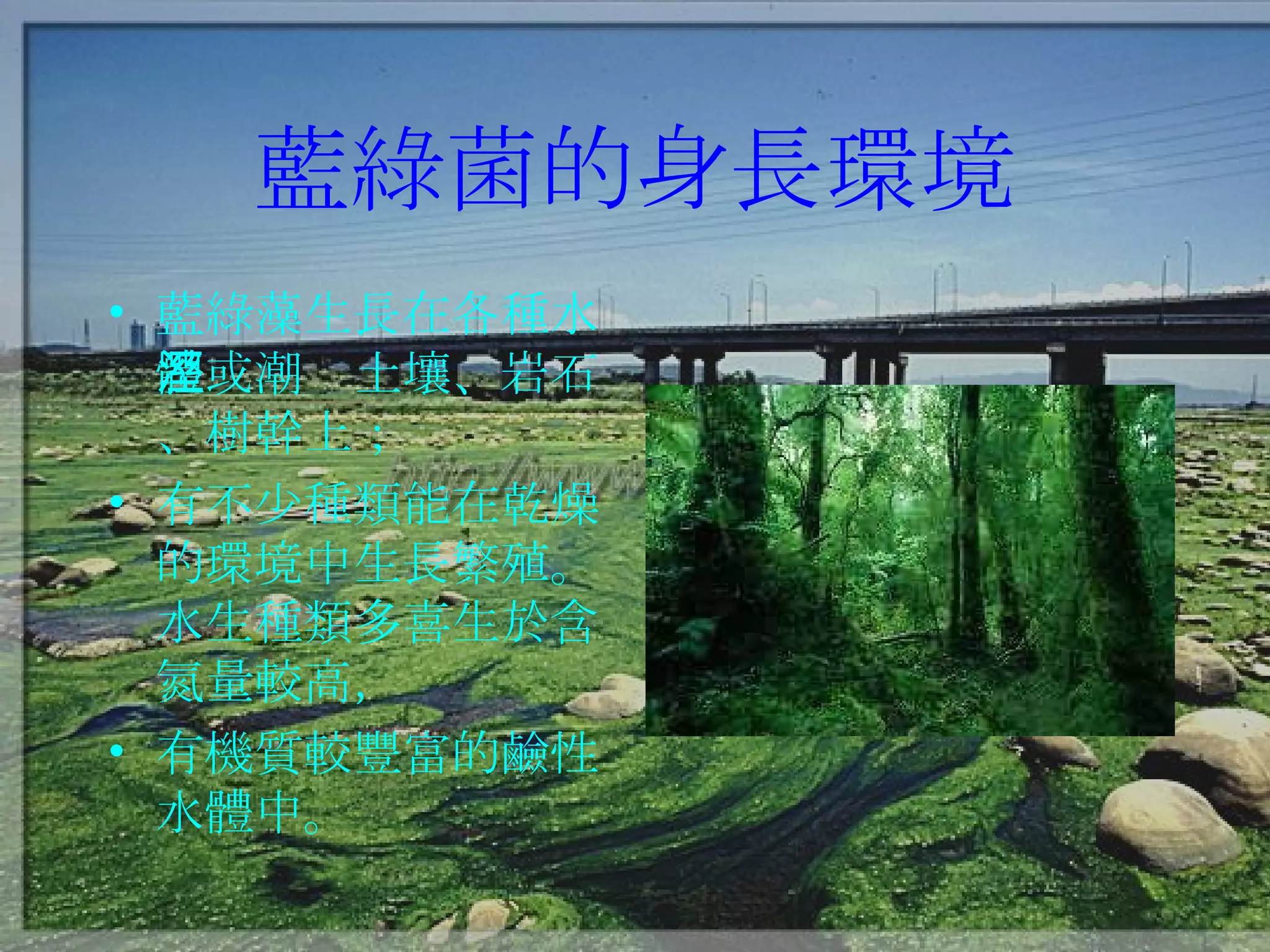 藍綠菌的身長環境 藍綠藻生長在各種水體或潮溼土壤、岩石、樹幹上； 有不少種類能在乾燥的環境中生長繁殖。水生種類多喜生於含氮量較高， 有機質較豐富的鹼性水體中。 