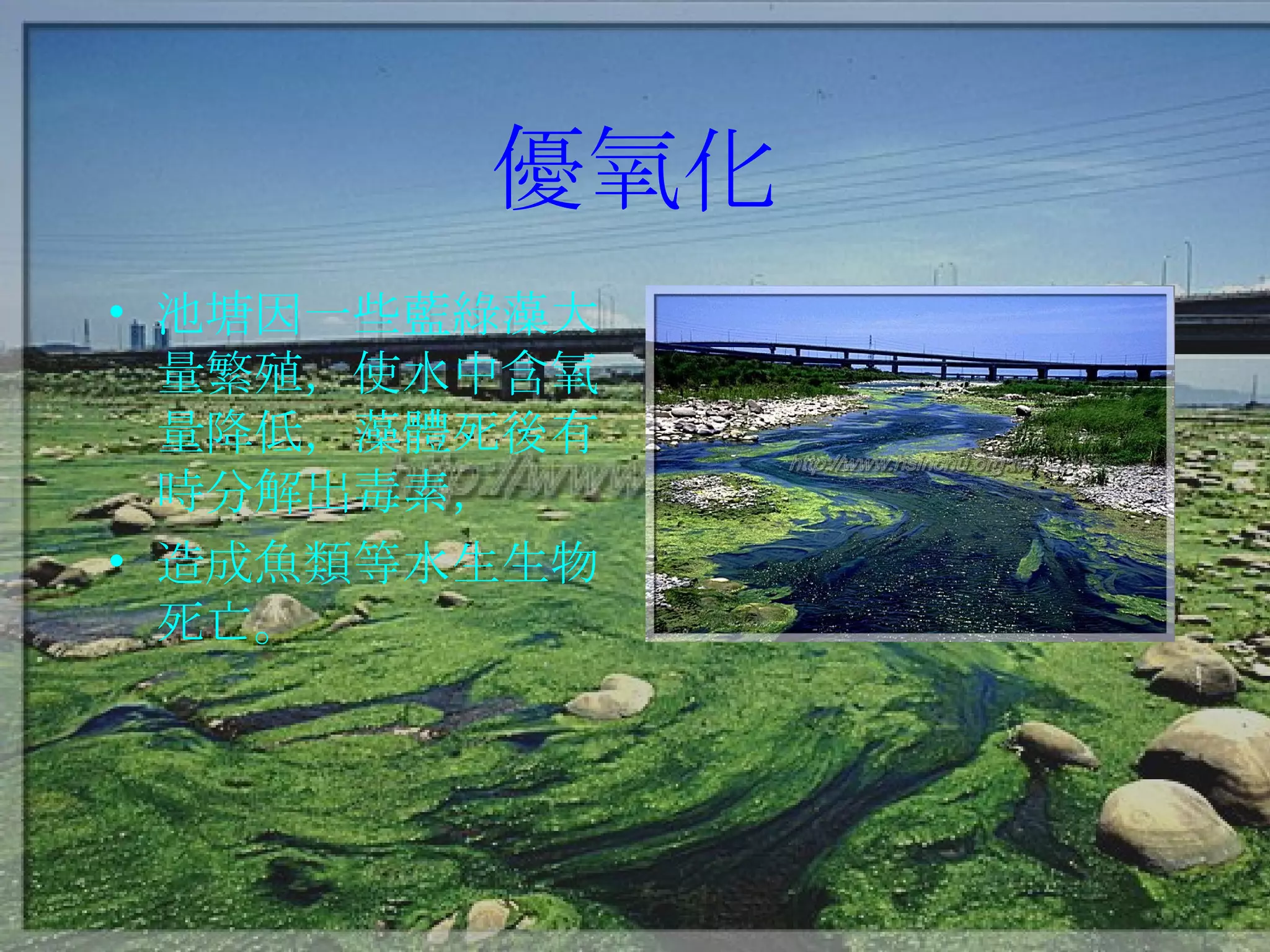 優氧化 池塘因一些藍綠藻大量繁殖，使水中含氧量降低，藻體死後有時分解出毒素， 造成魚類等水生生物死亡。 